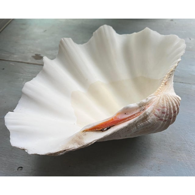Tridacna Giant Clam Shell Natural Large Vintage Decorative Piece 12.75" For Sale - Image 9 of 9