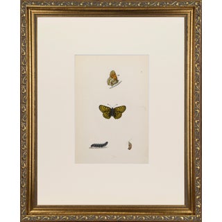 19th Century Antique Morris Butterfly Print Hand Colored Lithograph 1853 For Sale