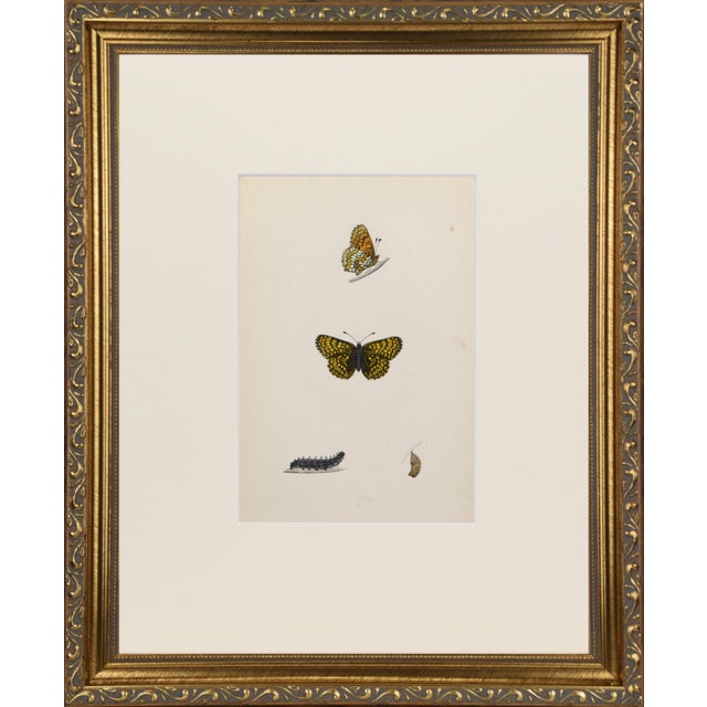 19th Century Antique Morris Butterfly Print Hand Colored Lithograph 1853 For Sale