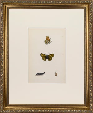 19th Century Antique Morris Butterfly Print Hand Colored Lithograph 1853