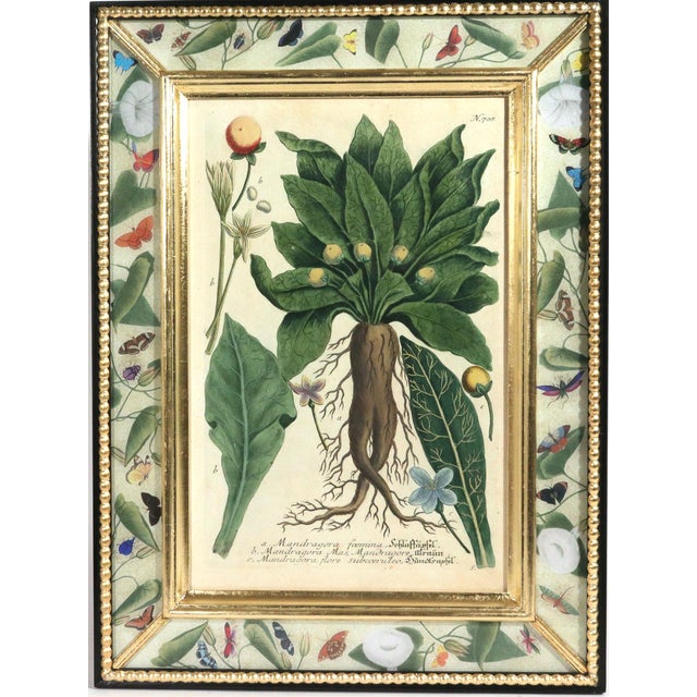 Set of Twelve Botanical Engravings by Johann Weinmann, Circa 1737–1745 For Sale - Image 13 of 16