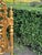 1900 Italian Rococo Gold Beech Black Velvet Dining Chairs - Set of 6 Pc For Sale - Image 16 of 18