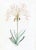 DESCRIPTION From the curated collection of Celerie Kemble for Ornis Gallery, these 18th Century Australian Botanicals are...
