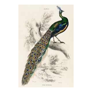 Peacock on Branch (Pavo Muticus), Vintage Art Print Reproduction, 24″ × 36″ For Sale
