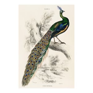 Peacock on Branch (Pavo Muticus), Vintage Art Print Reproduction, 24″ × 36″