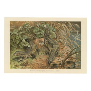 P. J. Smit, Water Monitors Robbing a Nest, 1895, Color Lithograph For Sale