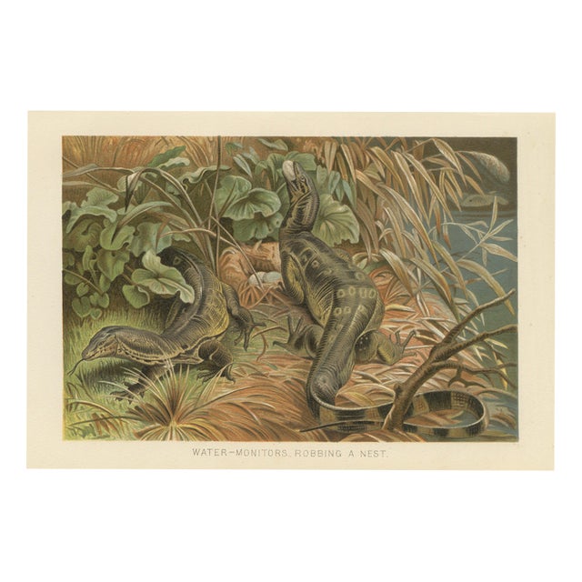 P. J. Smit, Water Monitors Robbing a Nest, 1895, Color Lithograph For Sale