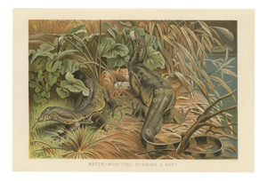 P. J. Smit, Water Monitors Robbing a Nest, 1895, Color Lithograph