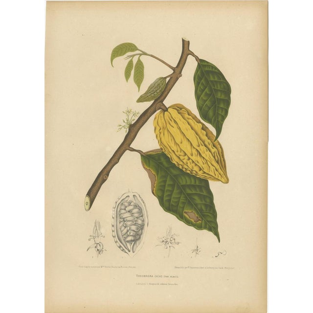 Hoola van Nooten, White Cacao Botanical, 1880, Chromolithograph For Sale - Image 10 of 10