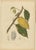 Hoola van Nooten, White Cacao Botanical, 1880, Chromolithograph For Sale - Image 10 of 10