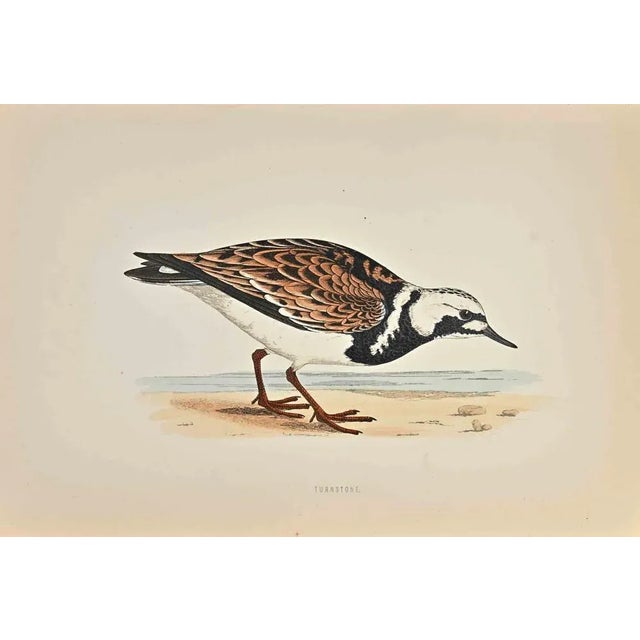 Turnstone is a modern artwork realized in 1870 by the British artist Alexander Francis Lydon (1836-1917) . Woodcut print,...