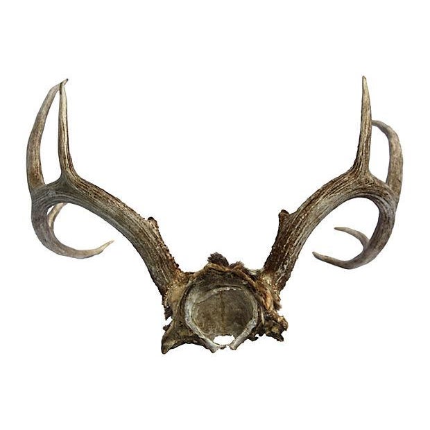 10Point Mule Deer Antlers Chairish