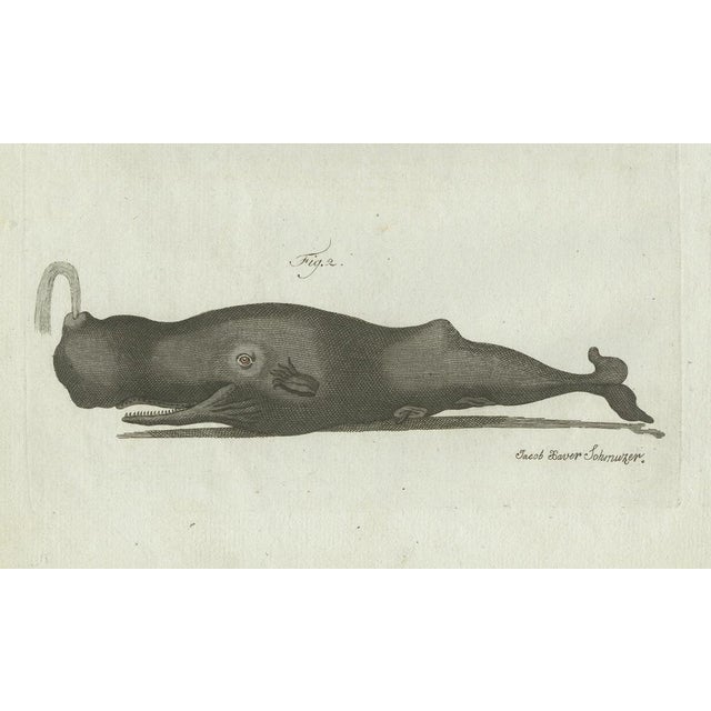 Bertuch, Two Sperm Whales, 1800, Engraving For Sale - Image 3 of 9