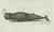 Bertuch, Two Sperm Whales, 1800, Engraving For Sale - Image 3 of 9