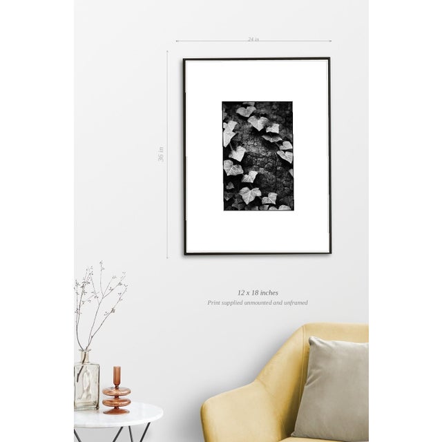 Paul Cooklin, Ivy, Thornham Walks, Suffolk, Edition of 50 For Sale - Image 4 of 7