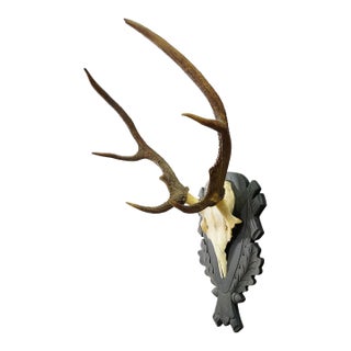 Antique Black Forest Red Deer Trophy on Carved Plaque - Germany 1930s For Sale