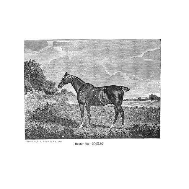 White "Horse-Breeding in England & India and Army Horses Abroad" 1901 Gilbey, Sir Walter Bart. For Sale - Image 8 of 8