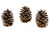 Oversize 5" Pinecones For Sale In Chicago - Image 6 of 6