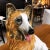 Traditional Italian Ceramic Hand Painted Collie Dog Figurine Sculpture 17.5 Tall For Sale - Image 3 of 7
