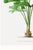 Royal Palm Study, Vintage Botanical Art Print Reproduction, 20" X 30" For Sale - Image 10 of 11