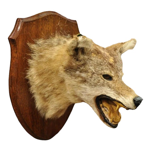 Vintage Jackal Shoulder Trophy Mount Oak Wall Plaque Taxidermy Mancave Decor For Sale