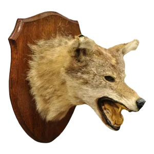Vintage Jackal Shoulder Trophy Mount Oak Wall Plaque Taxidermy Mancave Decor