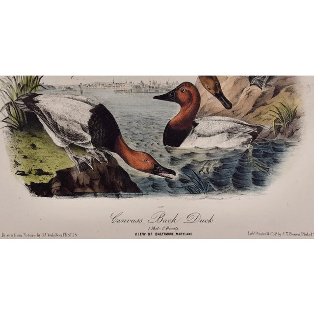 Late 19th Century Audubon Canvass Back Duck: An Original 19th C. Audubon Hand-Colored Bird Lithograph, 1870 For Sale - Image 5 of 6