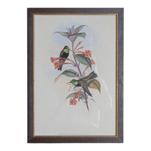19th Century Bird Print - One of 24, Framed