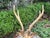 1960s Pair of Hollywood Regency Brass Stags For Sale - Image 12 of 13