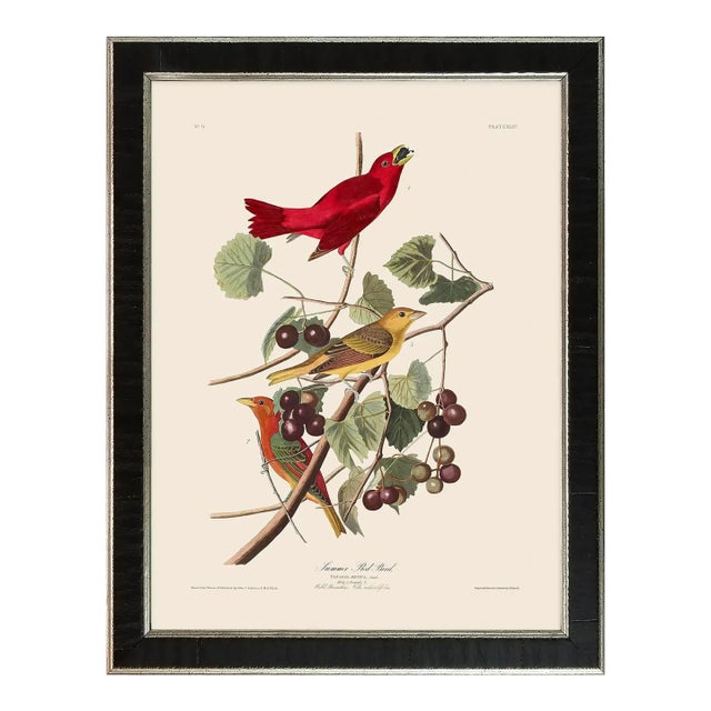 Summer Red Bird Duchess Edition, After Audubon Reproduction Print, Framed For Sale