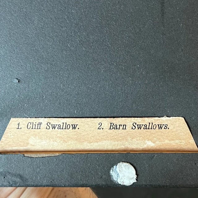 Glass Antique (C. 1890) Series of Birds of Pennsylvania Illustrations by b.h. Warren m.d. In Reverse Painted Black Glass Frames, Set of Four (4) For Sale - Image 7 of 8