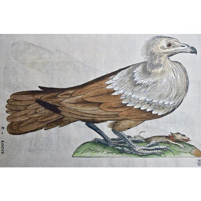 This very rare, first edition, folio hand-colored woodcut engraving of a bird of prey is plate 219 from Ulisse...