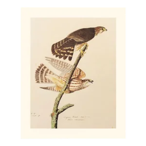 1966 Vintage American Classical Print "Pigeon Hawk" After John James Audubon