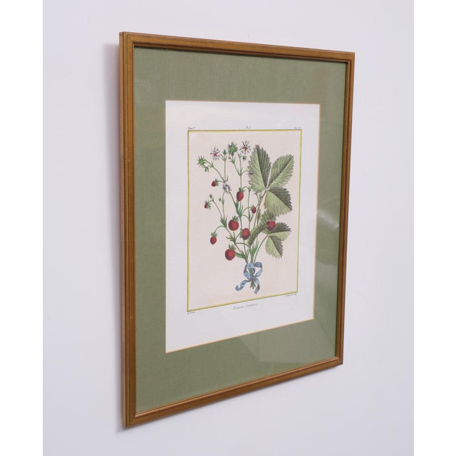 Elisabeth Haussard, Plant Illustrations, 1780, Engravings, Framed, Set of 2 For Sale - Image 6 of 16
