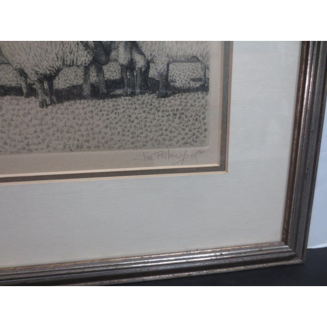 Sheep Etching by Jim Pollard Dated 81 For Sale In New York - Image 6 of 7