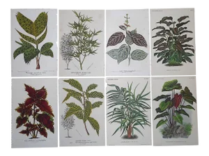 Antique 19th Century Botanical Lithographs-Ornamental Leaves-Set of 8