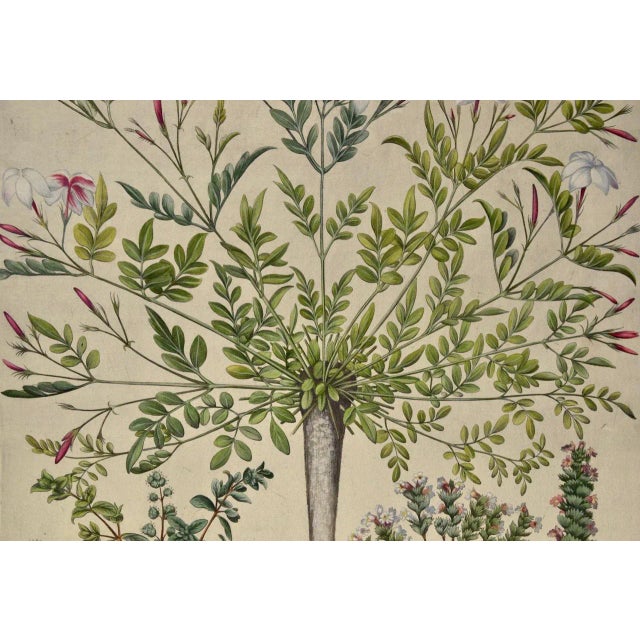 Flowering Jasmine and Laurel Plants: A Besler Hand-Colored Botanical Engraving, 1713 For Sale - Image 4 of 8