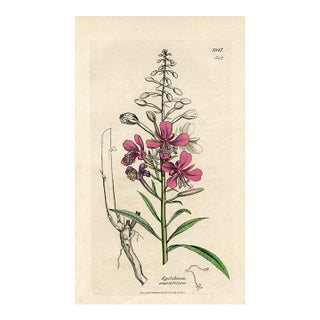 1840s, Willowherb Botanical Print by James Sowerby, Original Antique Botanical Print, Engraving, Hand Colored, England For Sale