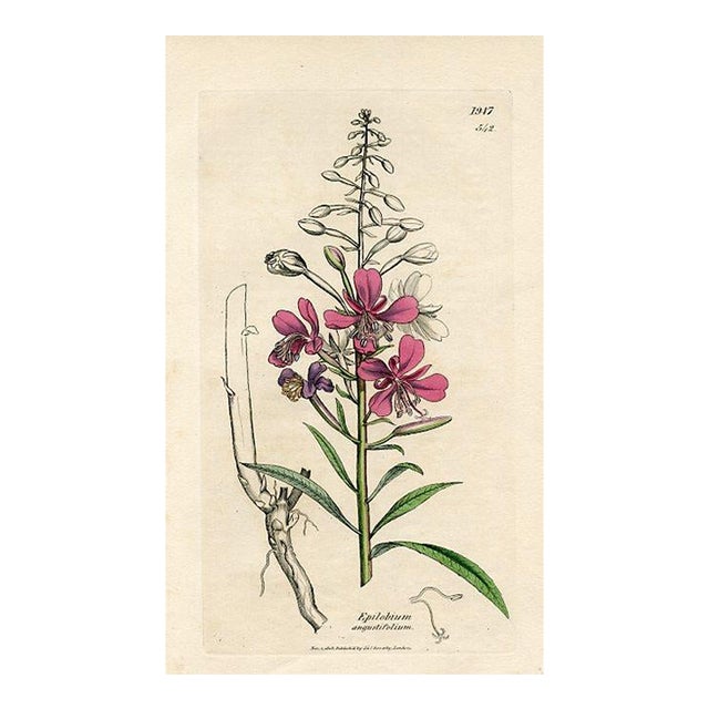 1840s, Willowherb Botanical Print by James Sowerby, Original Antique Botanical Print, Engraving, Hand Colored, England For Sale