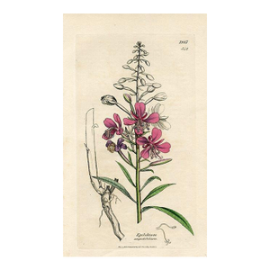 1840s, Willowherb Botanical Print by James Sowerby, Original Antique Botanical Print, Engraving, Hand Colored, England