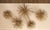 Curtis Jeré Mid Century Modern Urchin Wall Sculpture For Sale - Image 16 of 18
