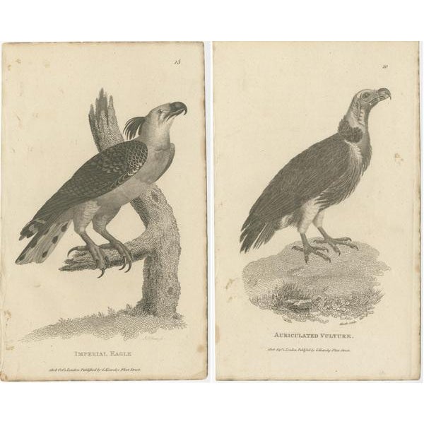 G. Shaw, Imperial Eagle and Turkey Vulture, 1809, Set of 2 For Sale - Image 4 of 6