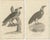 G. Shaw, Imperial Eagle and Turkey Vulture, 1809, Set of 2 For Sale - Image 4 of 6