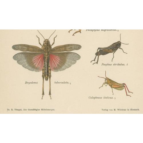 Richard Tümpel, Antique Entomology, 1908, Lithograph, Set of 2 For Sale - Image 4 of 11