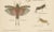 Richard Tümpel, Antique Entomology, 1908, Lithograph, Set of 2 For Sale - Image 4 of 11