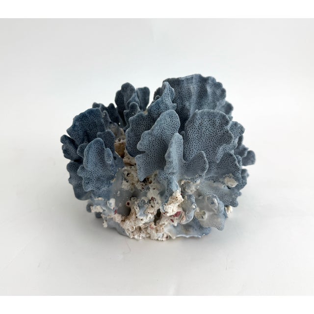 Late 20th Century Natural Blue Coral Specimen For Sale - Image 5 of 7