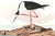Not Yet Made - Made To Order The Audubon Avocet Collection, Museum Style Shorebird Diptych, 36" X 24" For Sale - Image 5 of 10