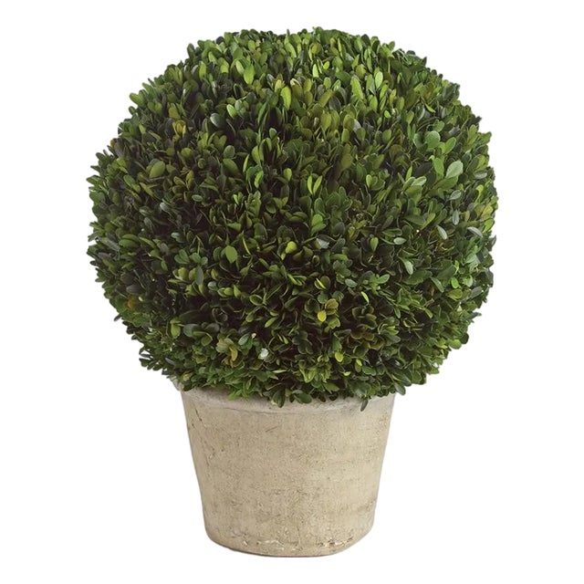 Boxwood 12" Ball In Pot For Sale