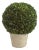 Boxwood 12" Ball In Pot For Sale