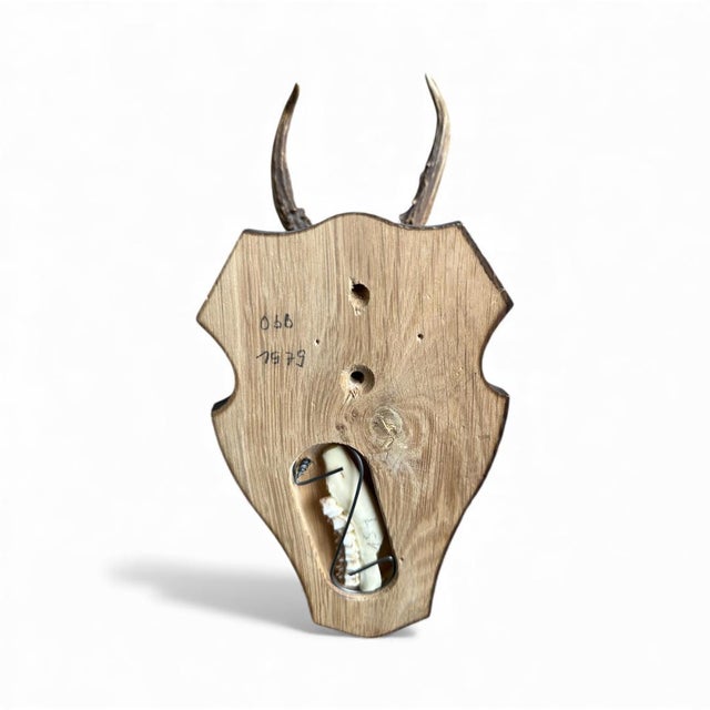 A 1980s roe deer trophy with Black Forest antlers, mounted on a wood plaque with the jaw bone inserted on the back.